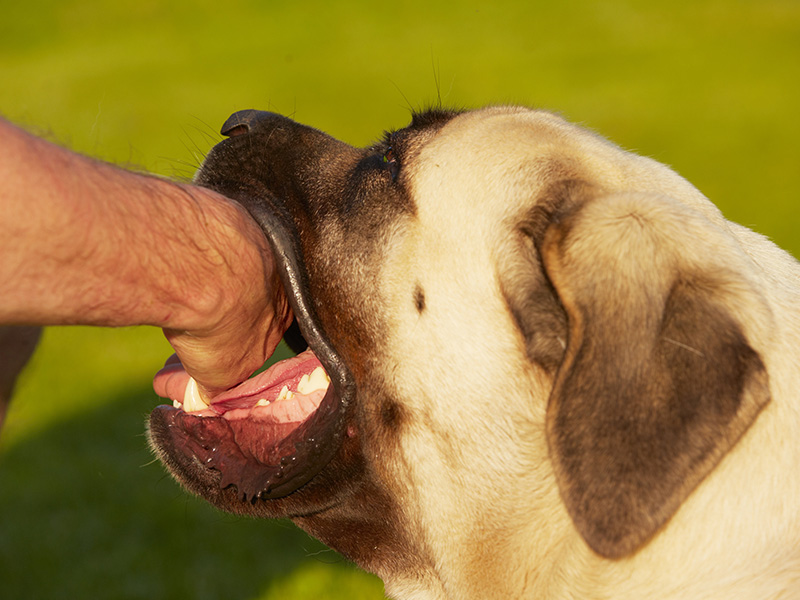 Dog Bites